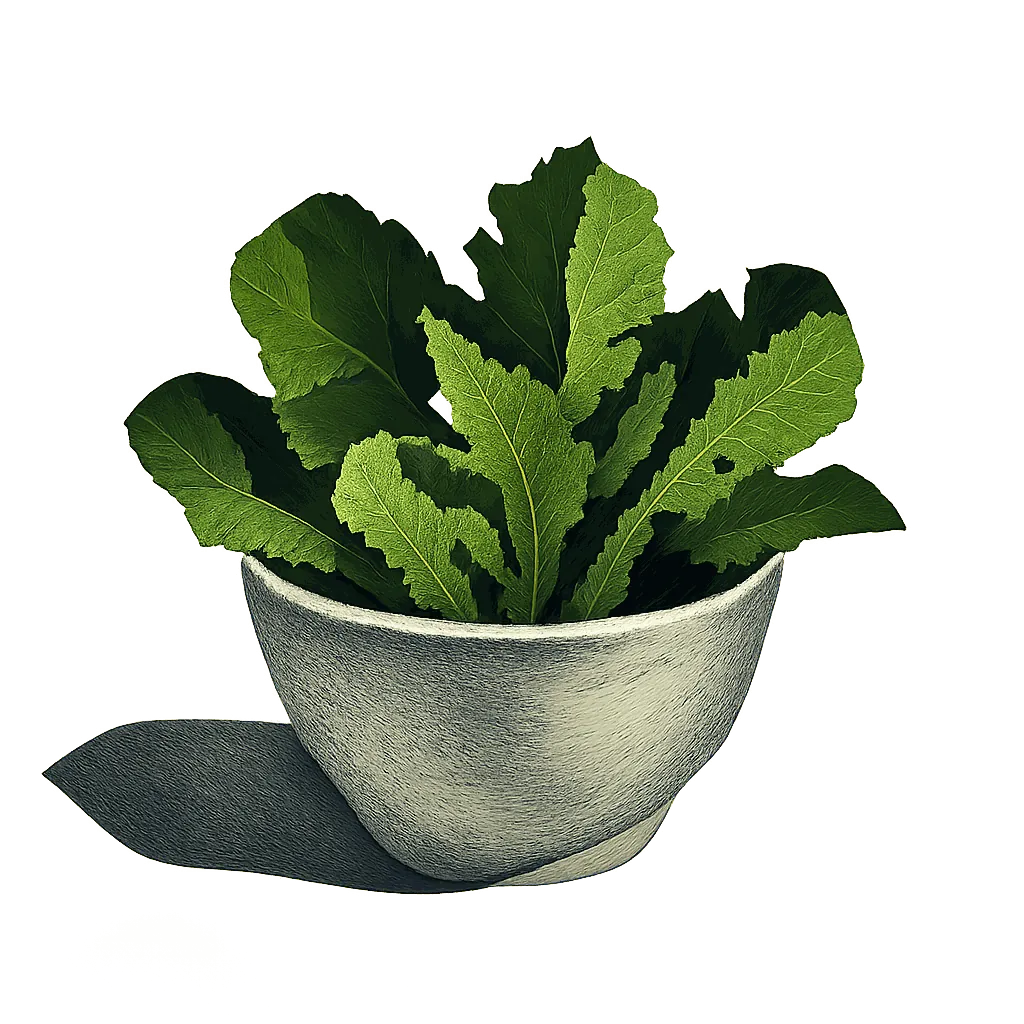Salad greens